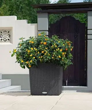 Was sind selbstbewässernde Pflanzgefäße und wie funktionieren sie? Gartenexperten diskutieren über ihre Vorteile