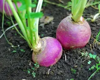 Rüben wachsen in einem Gemüsebeet
