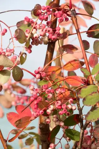 Bäume zum Pflanzen für die Herbstfärbung