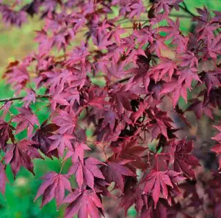 Acer palmatum Feuerglanz