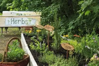 Kräutergarten-Ideen GettyImages-647369934