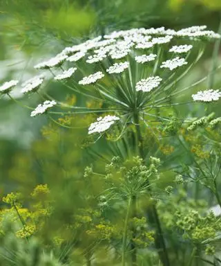 ammi größer