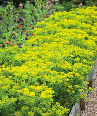 Euphorbia oblongata