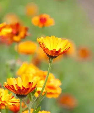 Ringelblume zum Pflanzen im September