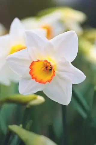 Narzisse High Society Frühlingsblume