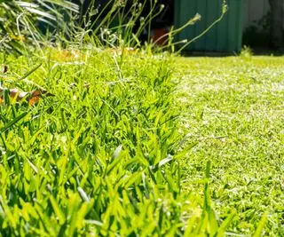 Quando você pode cortar a grama após a semeadura? Profissionais de jardinagem compartilham seus conhecimentos