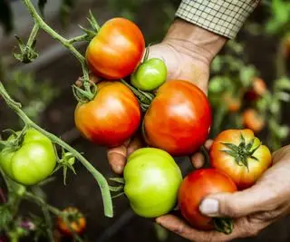 Tomates rouges et vertes ensemble sur une plante