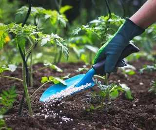 Utiliser une truelle pour épandre de l'engrais granulaire autour des plants de tomates