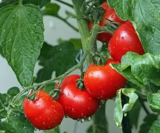 Image rapprochée de tomates cerises mouillées par la pluie