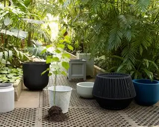 Un assortimento di vasi di diverse forme e dimensioni all'interno di una serra tropicale.