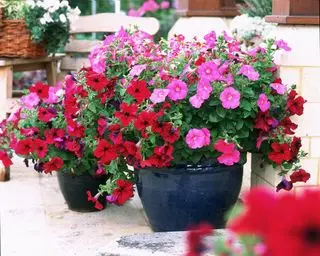 Petunie in vaso rosse e rosa che illustrano idee per il giardino sul balcone.