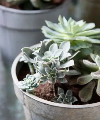 Primo piano di una fioriera rustica in metallo con aloe vera e piante grasse.