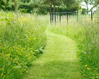 chemin d'herbe à travers une prairie de fleurs sauvages