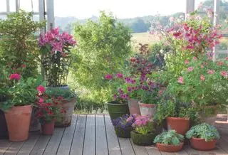 ideas para plantar terrazas