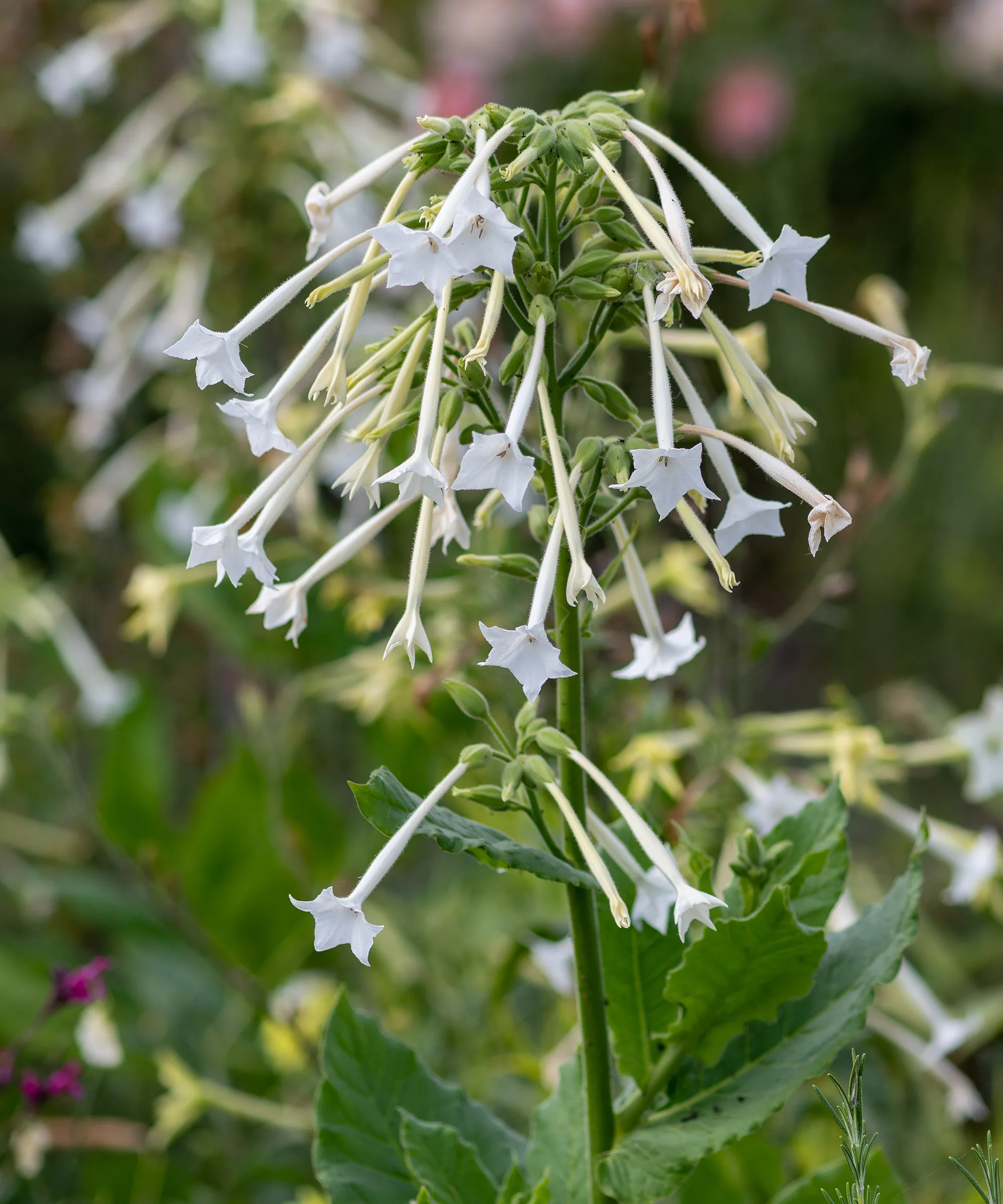 Nicotiana sylvestris' loading='lazy' title=