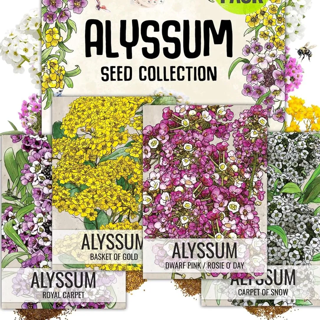 Seed Needs Heirloom Alyssum Flower Seed Packet Collection Variety Pack (inkluderer 4 pakker) Kurv med guld Royal Carpet Dwarf Pink & Tæppe af sne - Perfekt til Rock Gardens' loading='lazy' title=