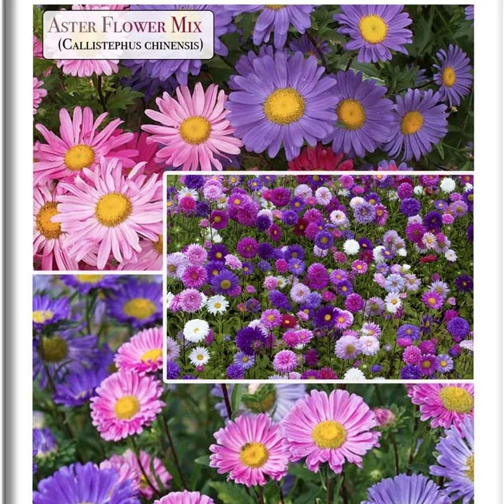 Aster Rainbow Mix blomsterfrø til plantning (callistephus Chinensis) &ndash; 300+ Ikke-Gmo & Heirloom Seeds by Isla&rsquo;s Garden Seeds Strålende flerfarvede blomster, der er nemme at dyrke gaveidé' loading='lazy' title=