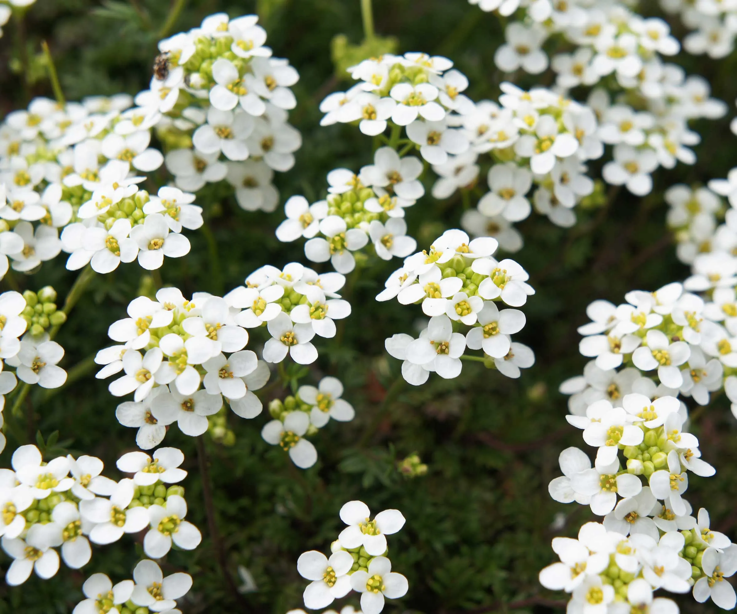 hvide søde alyssum blomster' loading='lazy' title=