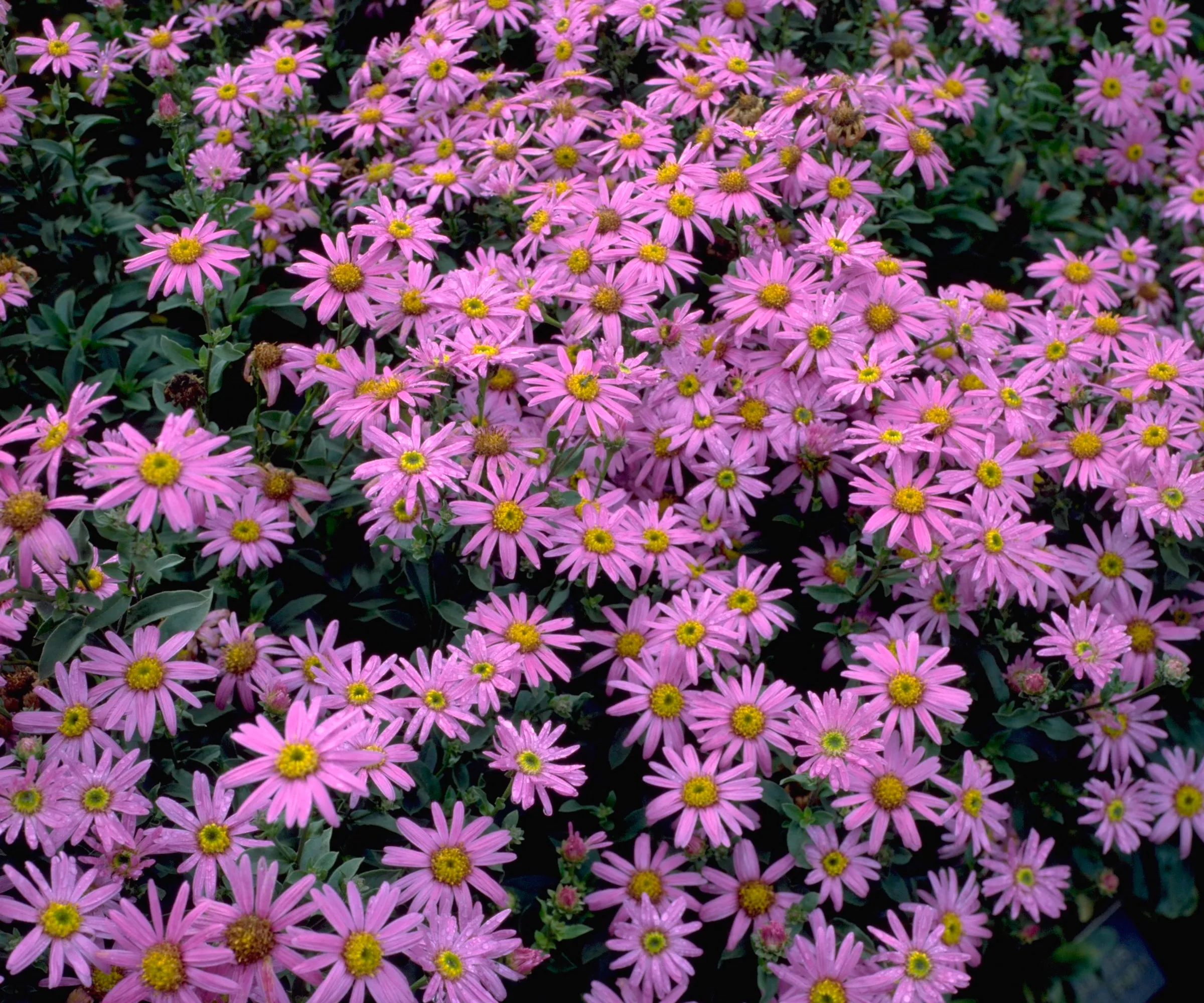 Et væld af lyserøde asters blomstrer' loading='lazy' title=
