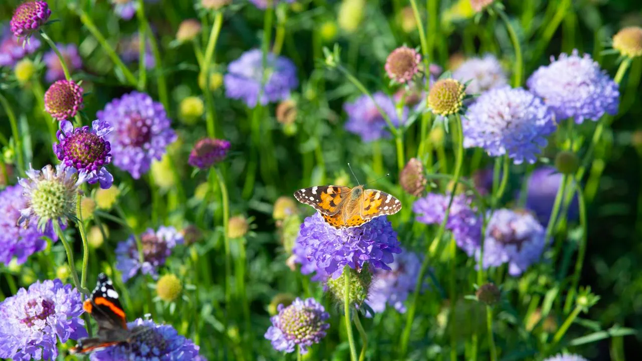 Syren scabious blomstrer med sommerfugle' loading='lazy' title=