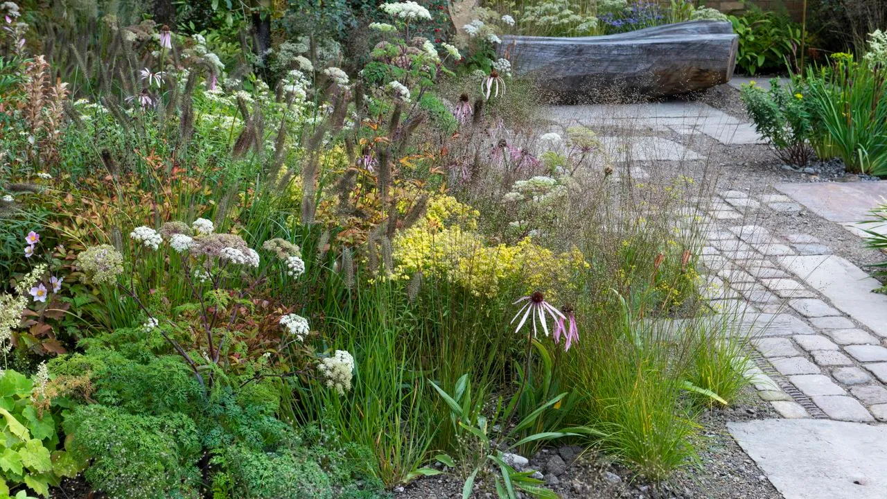 Et tørke-resistent blomsterbed plantet med mælkepersille coneflowers japanske anemoner springvand græs og asters.' loading='lazy' title=