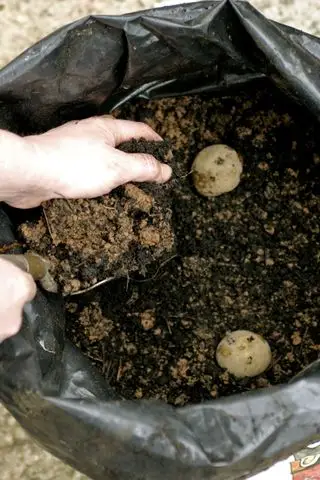 Kartoffelsamen von Hand in einen Beutel voller Kompost pflanzen