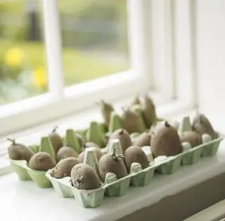Kartoffeln plappern auf der Fensterbank