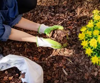 cobrindo flores com lascas de casca
