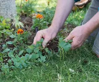 Como matar ervas daninhas e não plantas – mantenha flores e arbustos seguros com estas dicas de especialistas