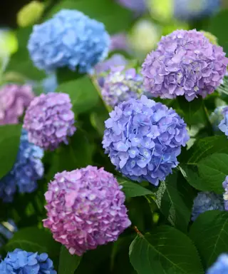 « La prévention est la clé » : conseils d'experts pour faire face à 8 maladies courantes des hortensias