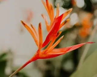 Jardín tropical con canna