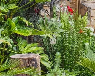 Jardín tropical con planta fatsia japonica