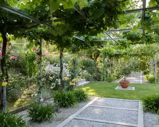 Ideas de jardín tropical en un sendero de jardín con escaladores