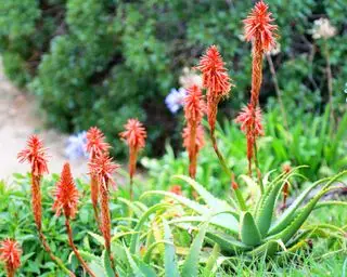 Jardín tropical con atizadores al rojo vivo