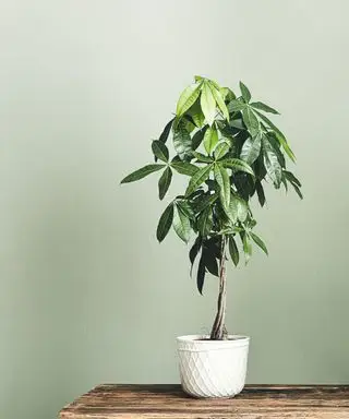 Arbre à argent dans une pièce peinte en vert