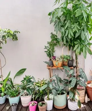 Arbre à argent entouré de petites plantes d'intérieur