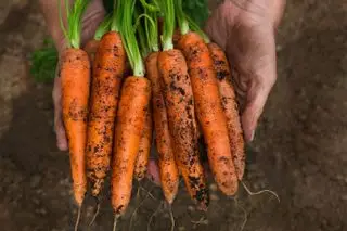 Ideas para el jardín de invierno: zanahorias