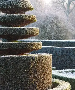 Ideas para un jardín de invierno: topiario