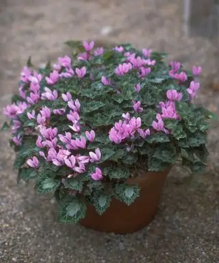 Las mejores flores de invierno para plantar ciclamen Carole Barrow