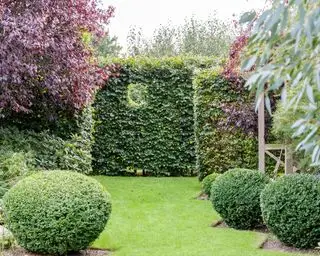 Ideas para un jardín de invierno: cobertura de jardín
