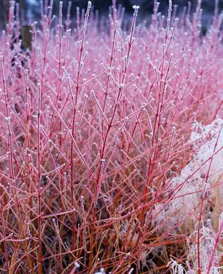 Dogwood Cornus Midwinter Fire cubierto de escarcha
