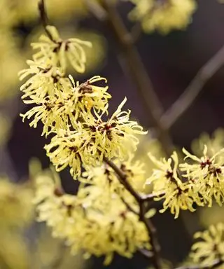 Ideas para un jardín de invierno: primer plano del hamamelis, uno de los mejores árboles para un jardín pequeño.