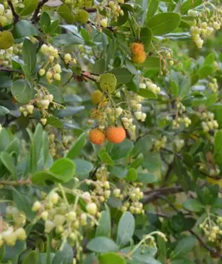 Ideas para un jardín de invierno: árboles de hoja perenne