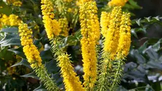 Ideas para un jardín de invierno - mahonia