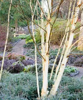 Ideas de jardín de invierno - abedul plateado