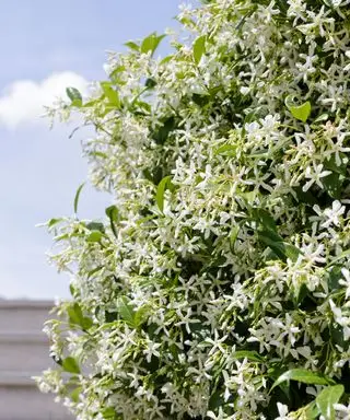 Jasmine - nejlepší evergreen lezec