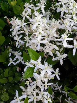 Clematis armandii - nejlepší stálezelené šplhavce
