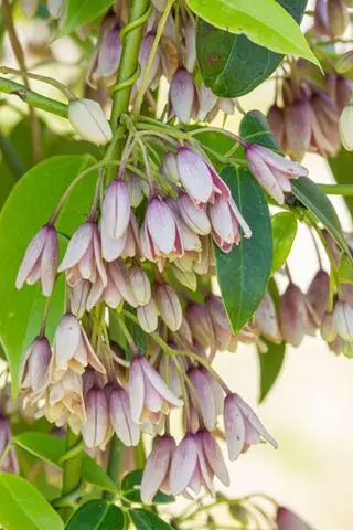 Holboellia latifolia - nejlepší stálezelené popínavky