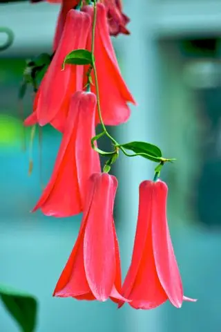 Lapageria rosea – stálezelené popínavky