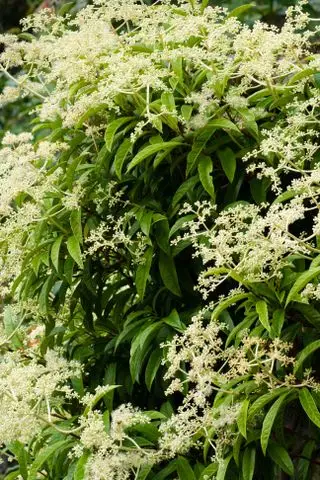 Pileostegia viburnoides – stálezelená popínavka